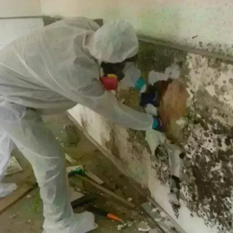 Mold Remediation and Removal in Knox County, NE